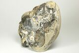 Iridescent Ammonite (Deshayesites & Aconeceras) Cluster - Russia #207463-3
